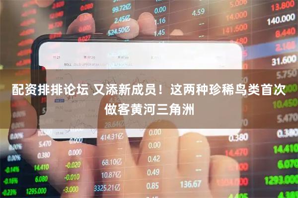 配资排排论坛 又添新成员！这两种珍稀鸟类首次做客黄河三角洲
