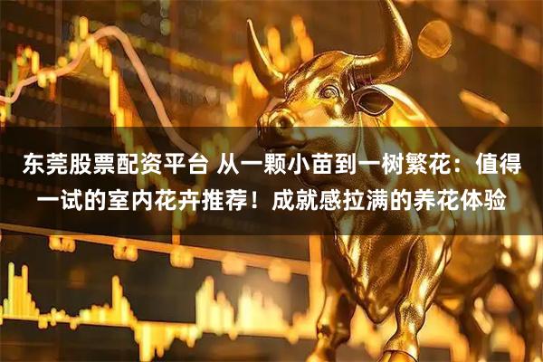 东莞股票配资平台 从一颗小苗到一树繁花：值得一试的室内花卉推荐！成就感拉满的养花体验